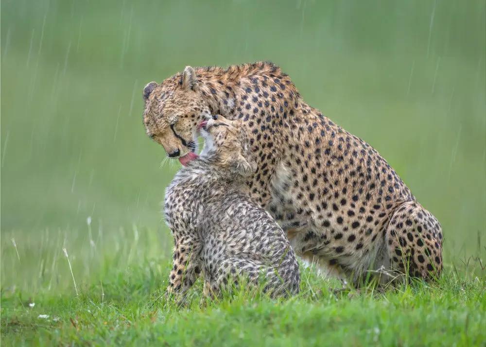 Wall art Cheetah with cub in the rain.Felines by Xavier Ortega