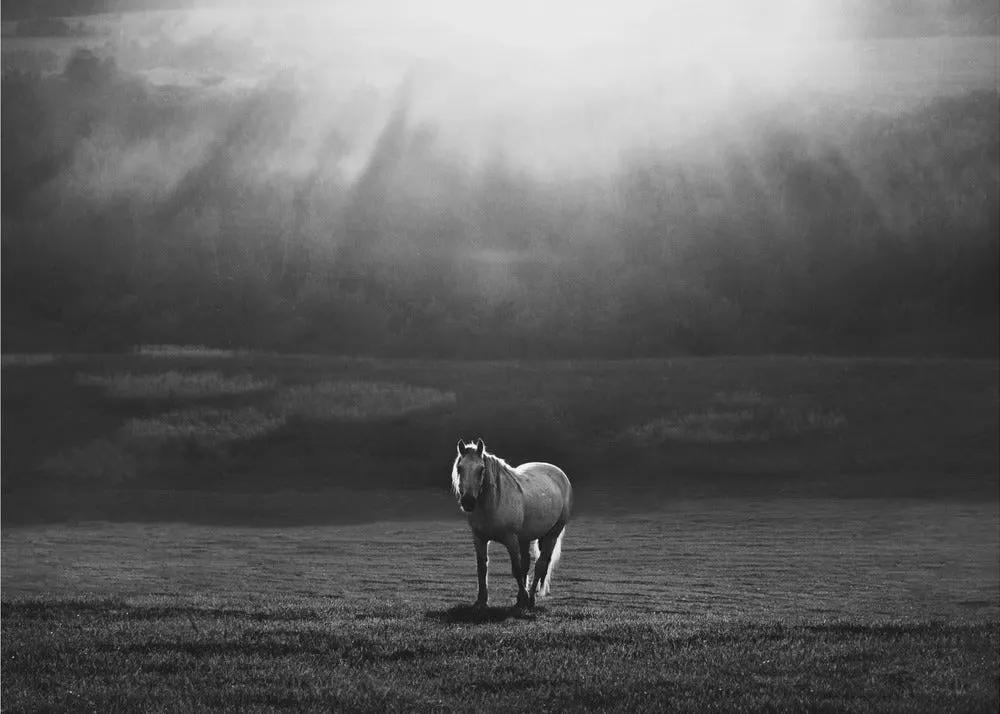 Wall art morning appearance. Hourses by Peter Svoboda MQEP