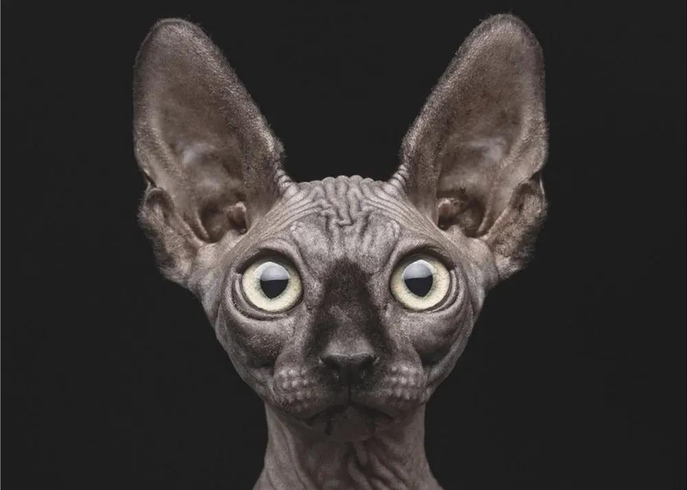 Wall art Sphynx Cat by Patrick Matte