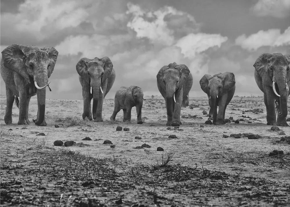 Wall art Big Family. Elephants by Marcel Rebro