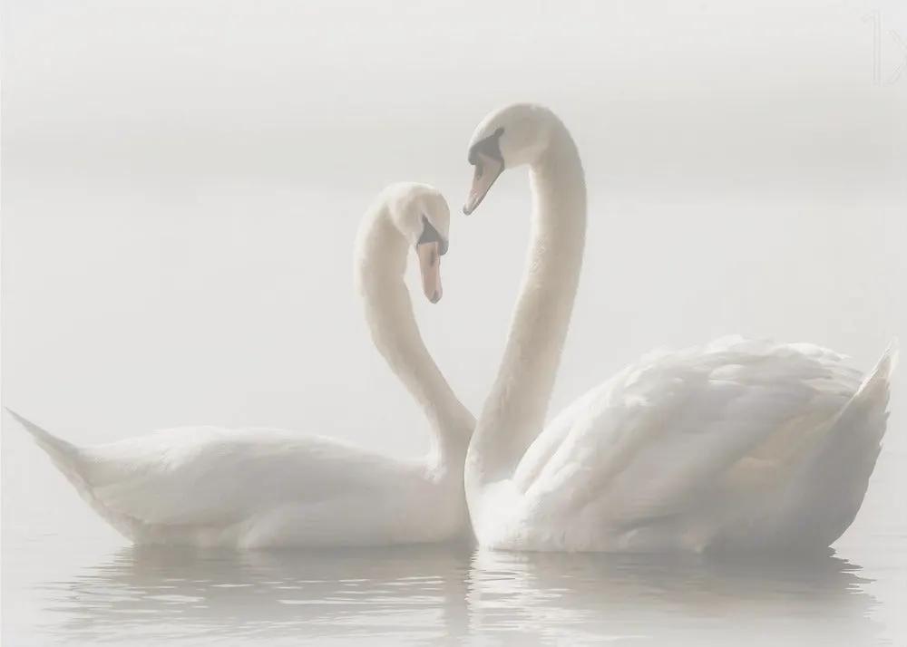 Wall art Forever. Swam by Monika Schwager