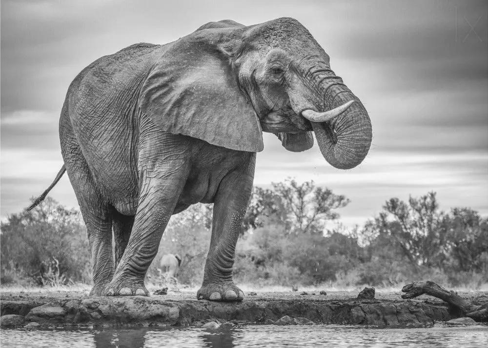 Wall art Standing Proud. Elephant by Jaco Marx