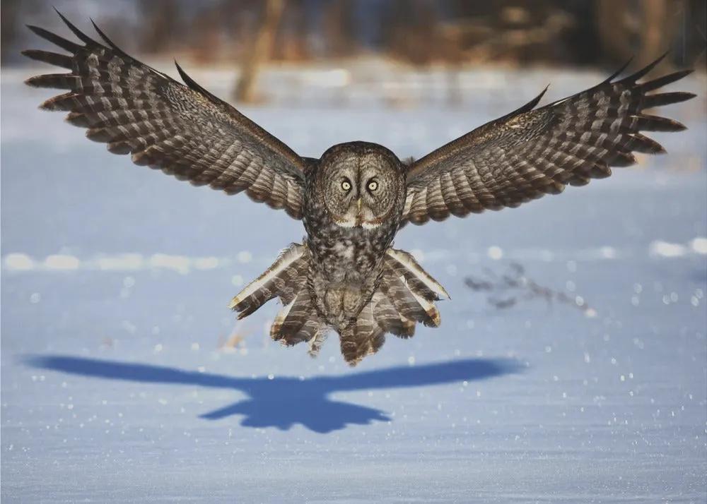 Wall art In your face - Great Grey Owl by Jim Cumming