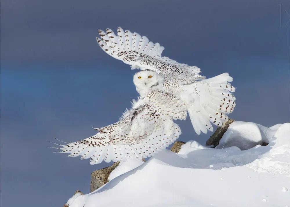 Wall art Snowy Owl in Flight by Jim Cumming