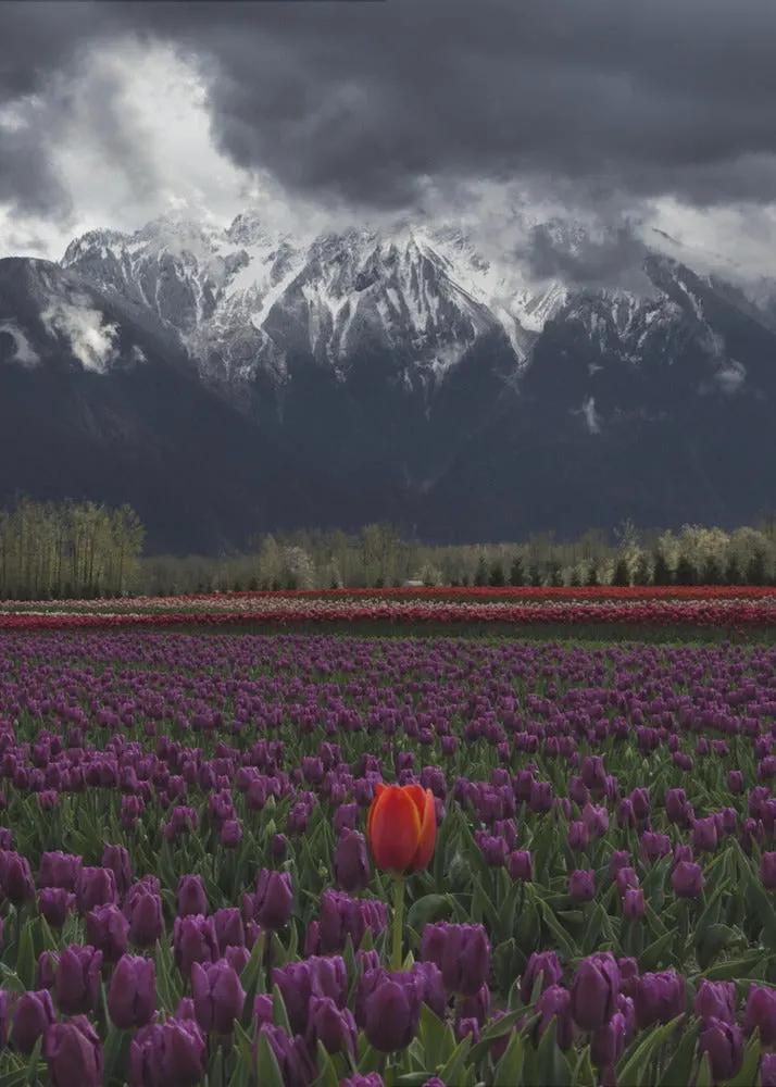 Wall art Tulip in Vancouver, Canada by Leon U