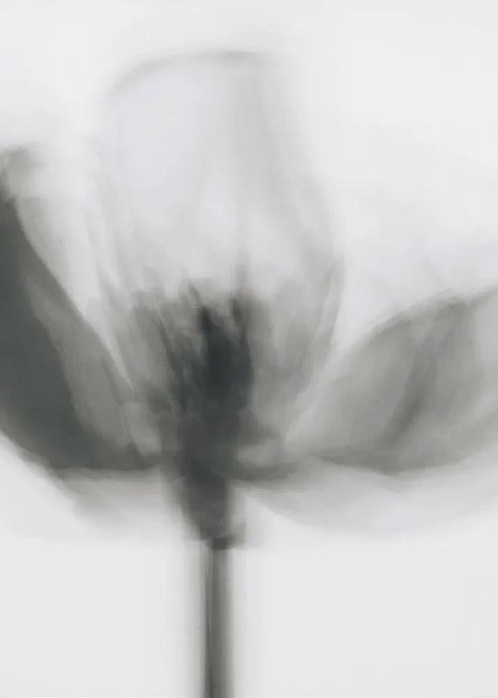 Wall art Mono Tulip by Magda Izzard