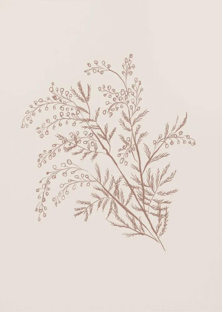 Wall art Acacia Botanical Branch by Anis Illustration